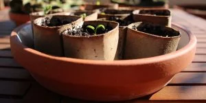 How to | 5 Pilzzucht Anleitungen | PilzWald Akademie 62