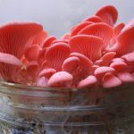 How to | 5 Pilzzucht Anleitungen | PilzWald Akademie 55 PilzWald Pilzzucht Rosenseitling Bacon Pilze züchten - Aromatische Speisepilze selber anbauen und züchten