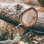 Holz-Pilzzucht-Holzstaemme-Laubholz-Pilze-anbauen-PilzWald-1500