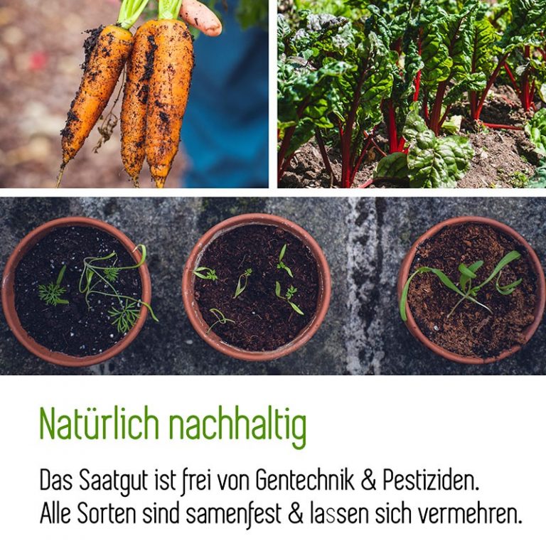 MycoGreens Saatgut Set • 8 alte Sorten Gemüse samenfest