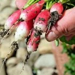 How to | 5 Pilzzucht Anleitungen | PilzWald Akademie 54