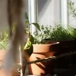 How to | 5 Pilzzucht Anleitungen | PilzWald Akademie 52