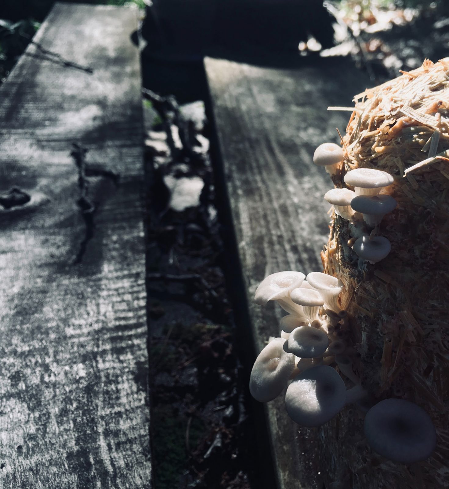 46+ Pilze Züchten Im Garten, Mit einigen tipps ist es
