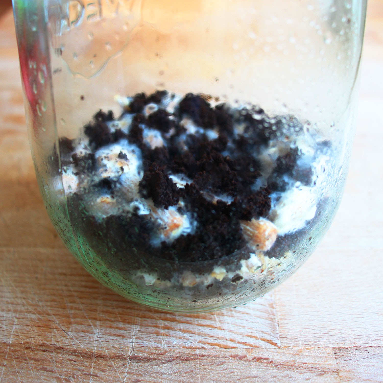 PilzWald Kräuterseitling Pilzzucht – 25 Pilzdübel Für Stroh & Kaffeesatz