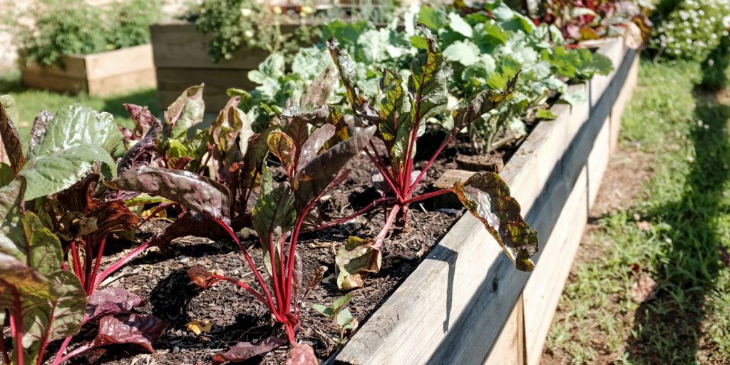 Anleitung | Pilzbrut vermehren & mit Kaffeesatz herstellen