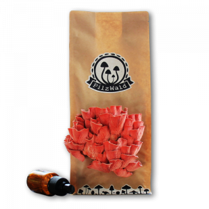 How to | 5 Pilzzucht Anleitungen | PilzWald Akademie 48 How to | 5 Pilzzucht Anleitungen | PilzWald Akademie 45