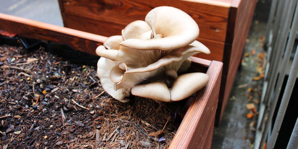 DIY • Pilzzucht in 3 Schritten Im Haus & Garten Pilze züchten