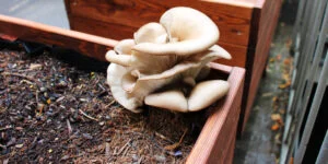 Pilzbeet im Hochbeet anlegen Austerpilz Waldgarten Pilzbeet Kräuterseitling im Garten