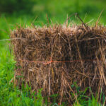 Anleitung-Pilze-auf-Stroh-zuechten-Strohballen-Pilzzucht-How-To-PilzWald-2000-2