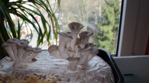 Anleitung | Pilzzucht-Set Austernpilz Pilzbeet - Pilze züchten im Blumenkasten 83