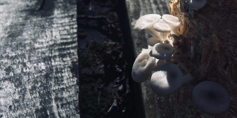 How to | 5 Pilzzucht Anleitungen | PilzWald Akademie 55