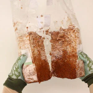 Anleitung | Pilzzucht-Set Austernpilz Pilzbeet - Pilze züchten im Blumenkasten 9 Anleitung | Pilzzucht-Set Austernpilz Pilzbeet - Pilze züchten im Blumenkasten 9