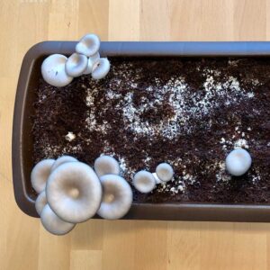Anleitung Austernpilz GrowKit 41