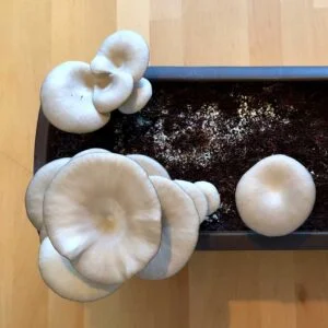 Anleitung | Pilzzucht-Set Austernpilz Pilzbeet - Pilze züchten im Blumenkasten 19 Anleitung | Pilzzucht-Set Austernpilz Pilzbeet - Pilze züchten im Blumenkasten 18