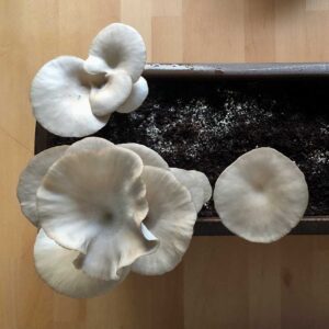 Anleitung Austernpilz GrowKit 43