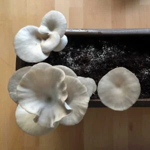 Anleitung | Pilzzucht-Set Austernpilz Pilzbeet - Pilze züchten im Blumenkasten 20 Anleitung | Pilzzucht-Set Austernpilz Pilzbeet - Pilze züchten im Blumenkasten 19