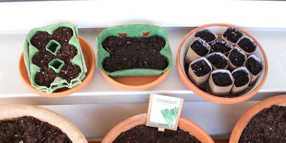 Anzuchtschale-recycling-Eierkarton-basteln-PilzWald-Mycogreens-1500 Anzuchttöpfe basteln aus Eierkartons und Klopapierrollen kostenlos und kompostierbar PilzWald MycoGreens
