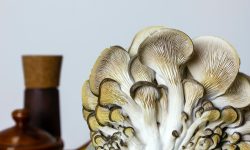 Austernpilz-Aussehen-Gross-Pilze-zuechten-diy Austernpilz-Aussehen-Gross-Pilze-zuechten-diy