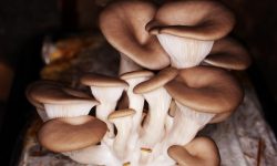 Austernpilz-Steckbrief-Pilze-zuechten-PilzWald Austernpilz-Steckbrief-Pilze-zuechten-PilzWald