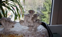 Austernpilze-Aussehen-Steckbrief-Pilzezuechten-2020-PilzWald Austernpilze-Aussehen-Steckbrief-Pilzezuechten-2020-PilzWald